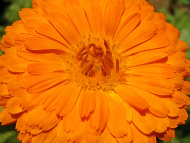 ringelblume_1.jpg